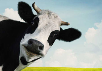 cow 340