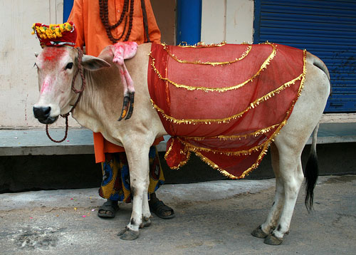 cow 500