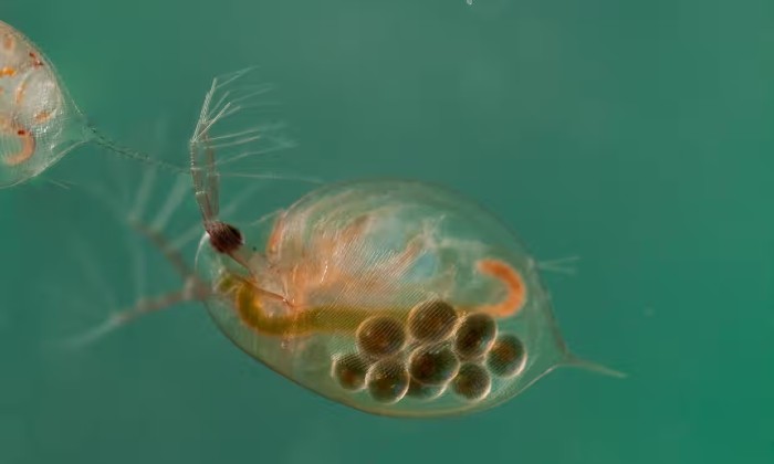 daphnia 420
