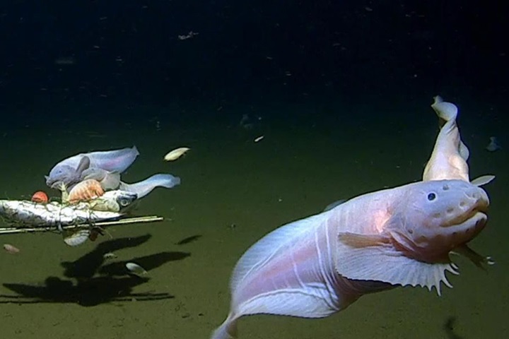 deepest fish in japan