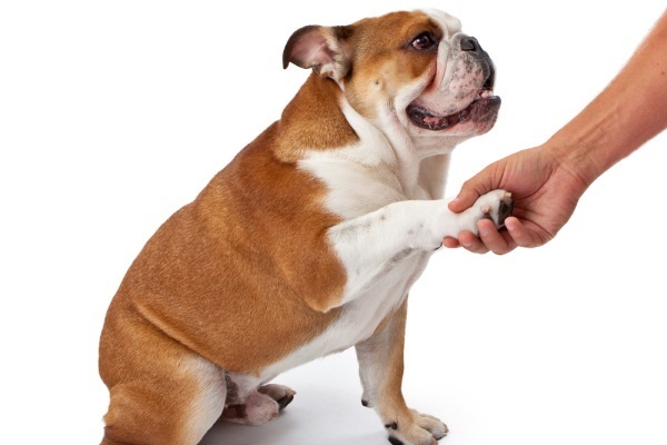 dog hand shaking