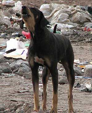 dog_298