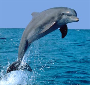 dolphin