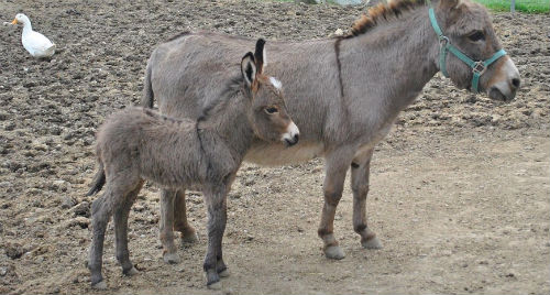 donkeys