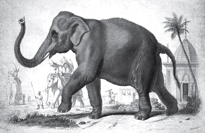 elephant 457