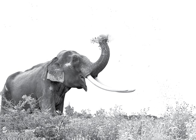 elephant 464