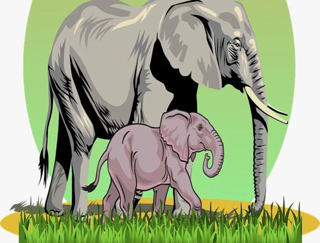 elephant 656