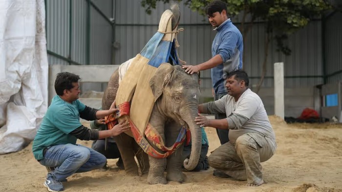 elephant bani