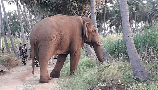 elephant chinna thambi