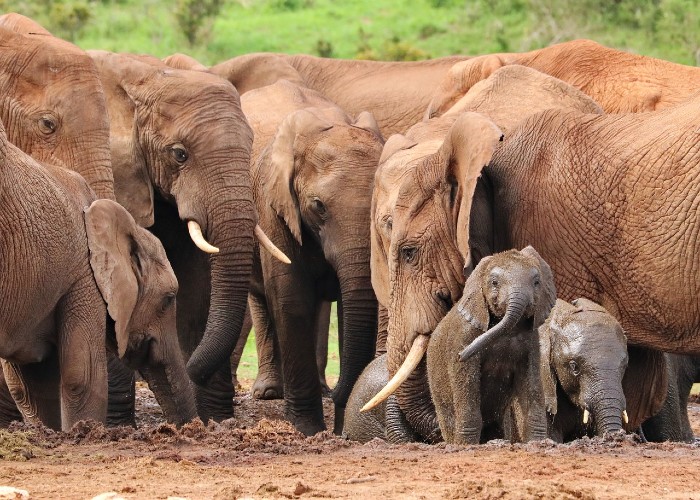 elephant herd