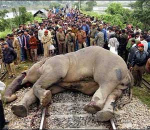 elephant_300