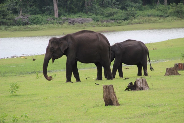 elephants