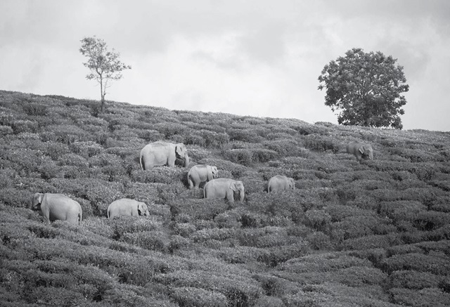 elephants 437
