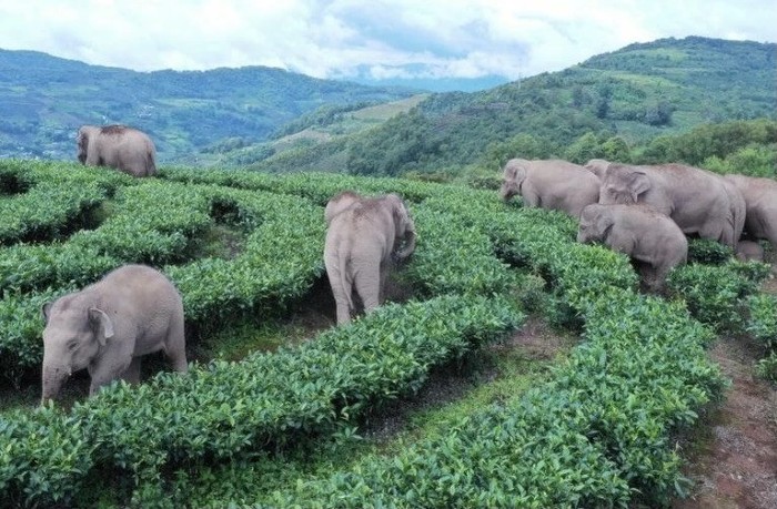 elephants at paddy field