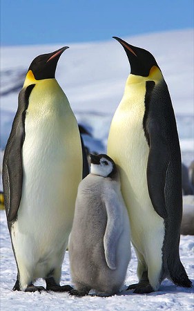 emperor penguin