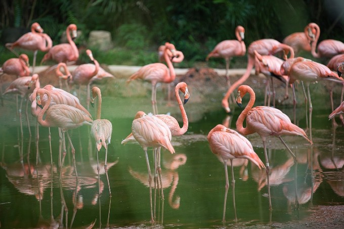flamingo birds
