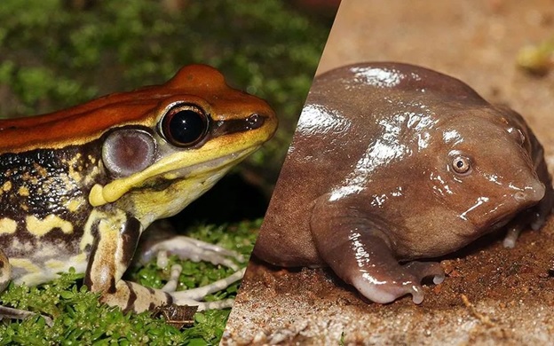 frog 390