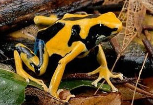 frog_312
