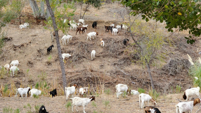 goats in california