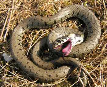 grass_snake