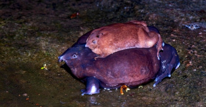keralas purple frog