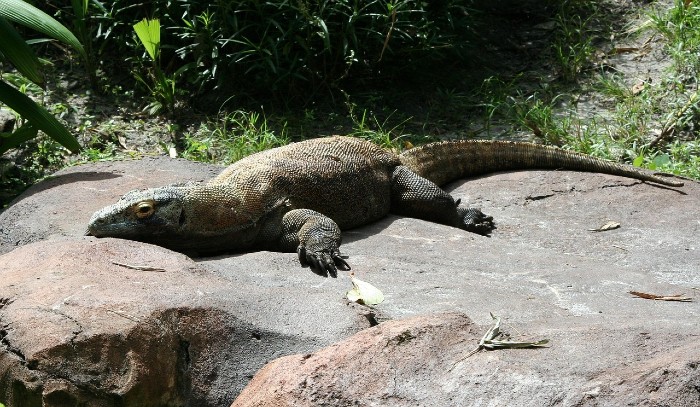 komodo dragon