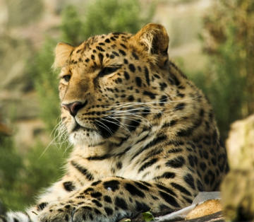 leopard_360