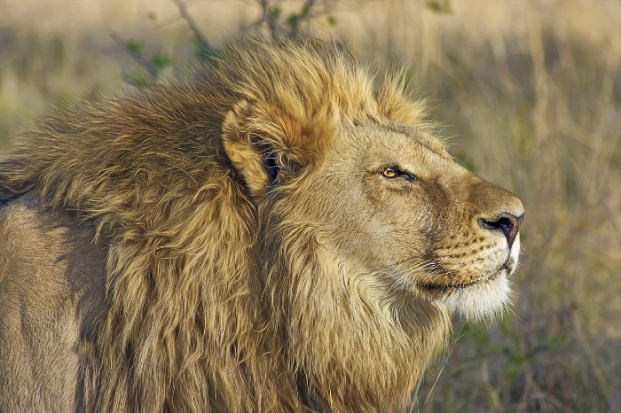 lion 466