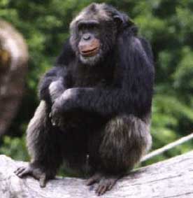 monkey_280