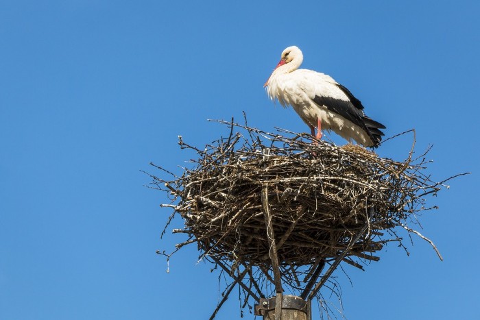 nest 467