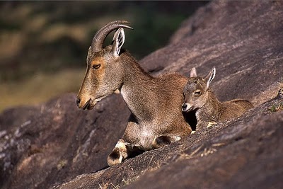 nilgiri_tahr_with_young