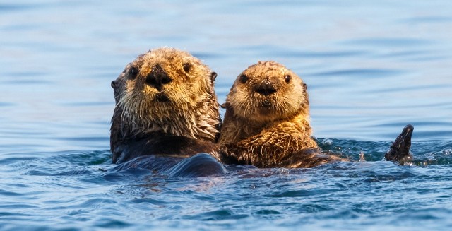 otters