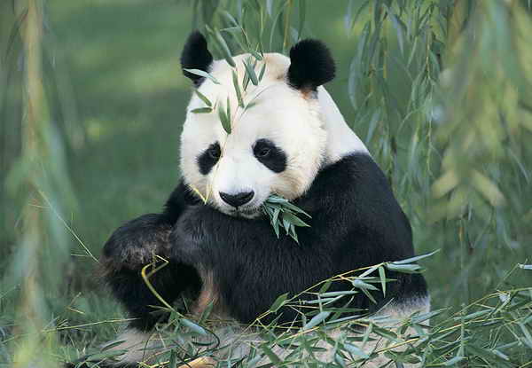 panda_600