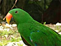 Green parrot