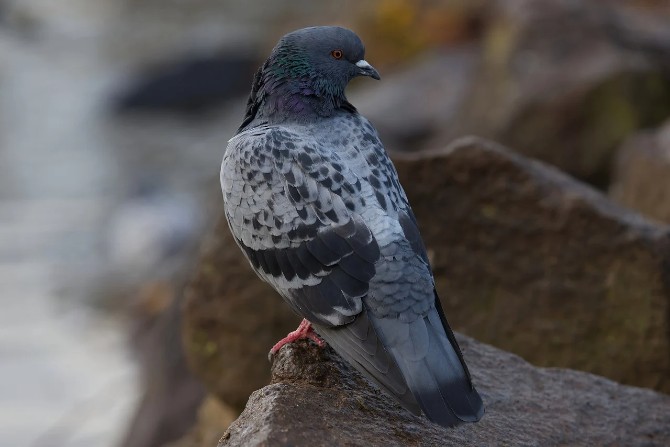 pigeon 670