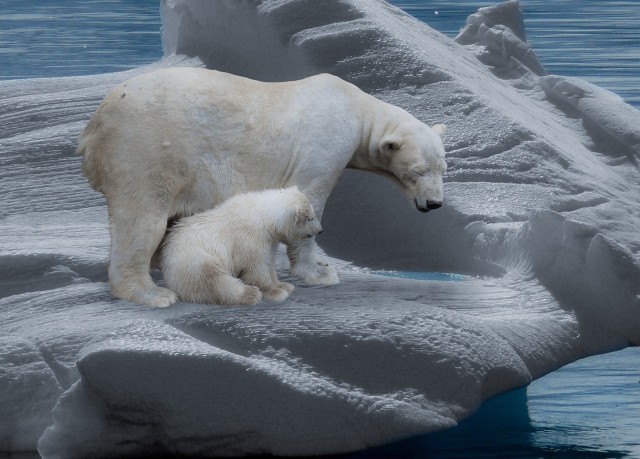 polar bear 640