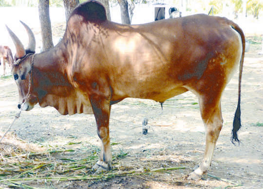 sevalai madu