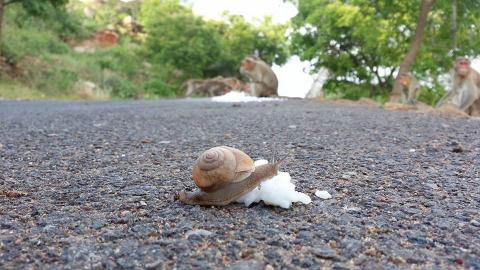snail