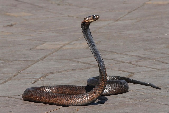snake 428