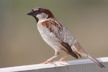 sparrow_370