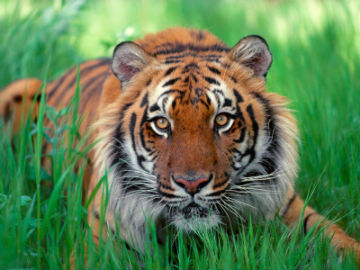 sumatran_tiger