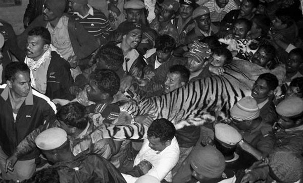 tiger