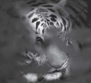 tiger_370