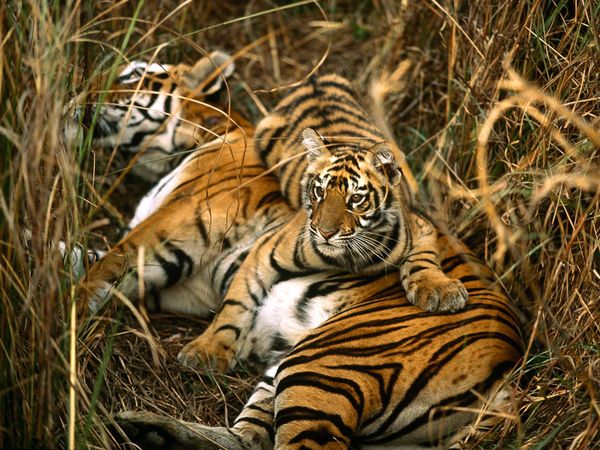 tigers 600