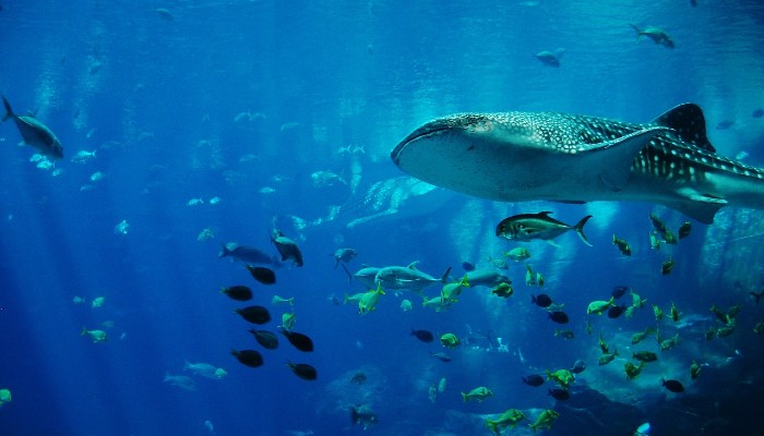 whale shark 700