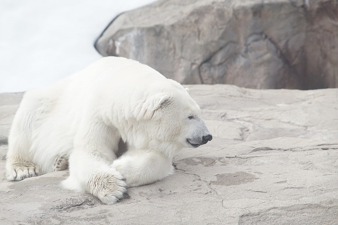 white bear