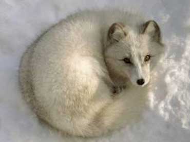 white_fox_370