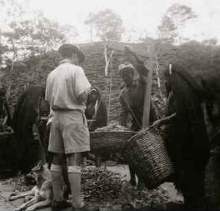 srilankan_tea_estate