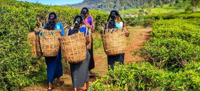 ceylon tea plantation