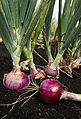 onion_1